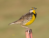 Eastern Meadowlark 7654